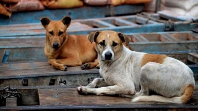 Can't fine dog parents if no facilities provided: Animal activists to Delhi civic body – India Today