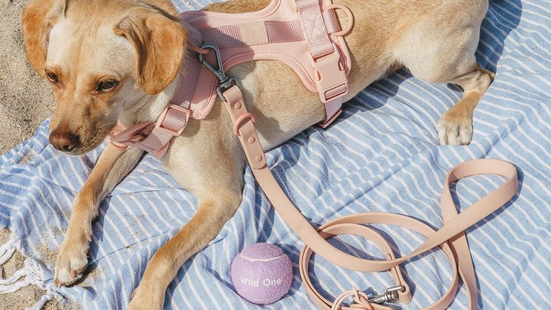 It’s National Dog Day — spoil your pup with deals on all the best toys, treats and more – CNN Underscored