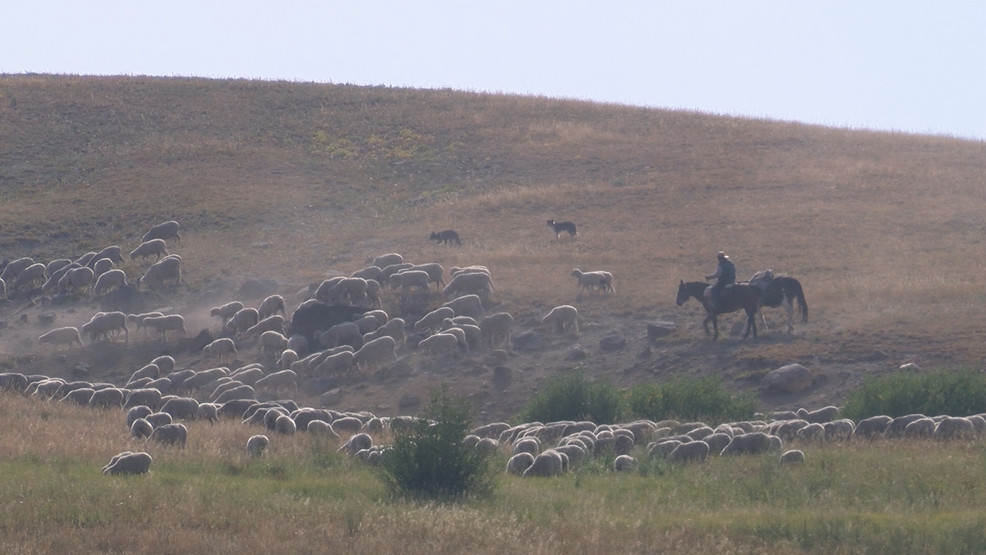 "From sheep to shelf," Dillon family ranch supplies wool for Duckworth Apparel – NBC Montana