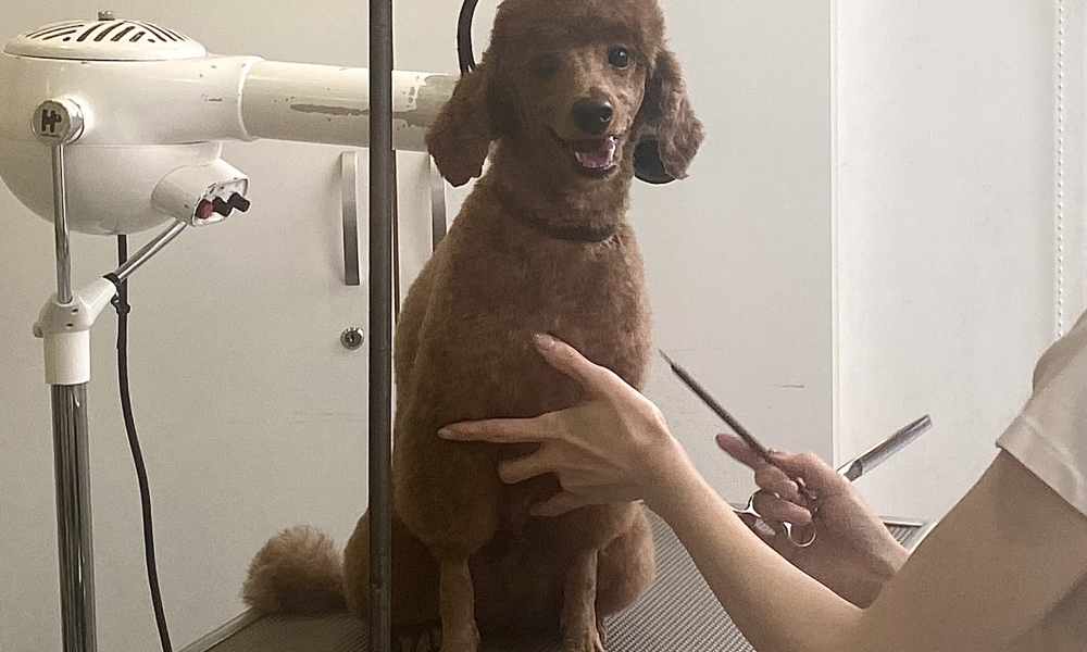 The Luxurious Life of Dogs in Japan: Dog Grooming – JAPAN Forward