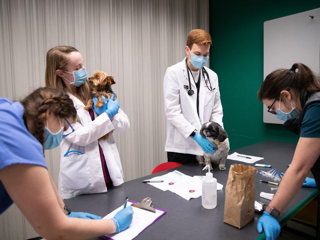 Texas A&M Students Bring Veterinary Medicine To Underserved Members Of Campus Community – Texas A&M University Today