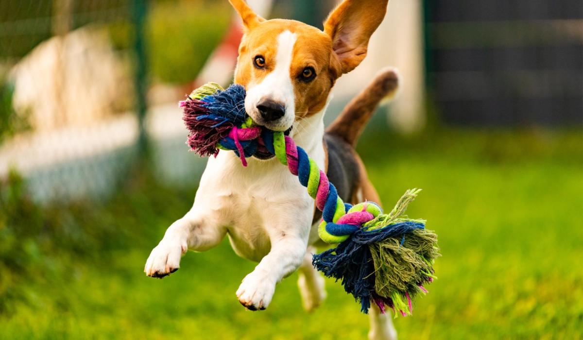 Join Savour Kilkenny for a doggy day out on The Parade! – Kilkenny Live