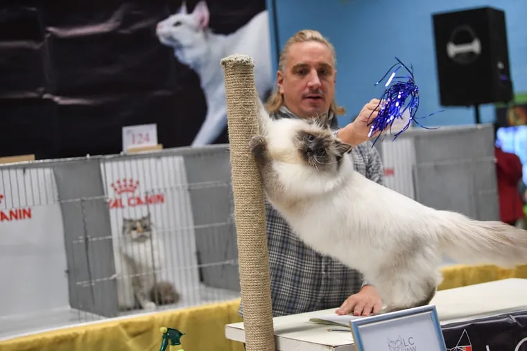 A cat show is coming to the Expo Center. This is fur real. We’re not kitten you. – The Philadelphia Inquirer