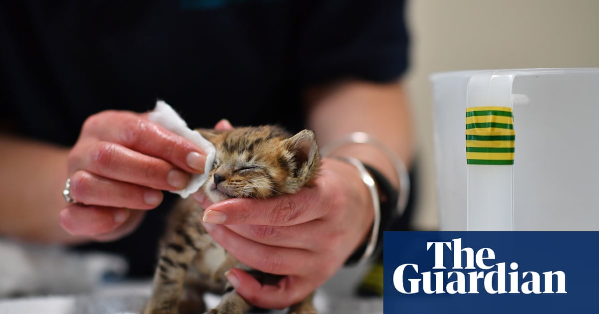 RSPCA shelters ‘drowning’ in animals amid cost of living crisis – The Guardian