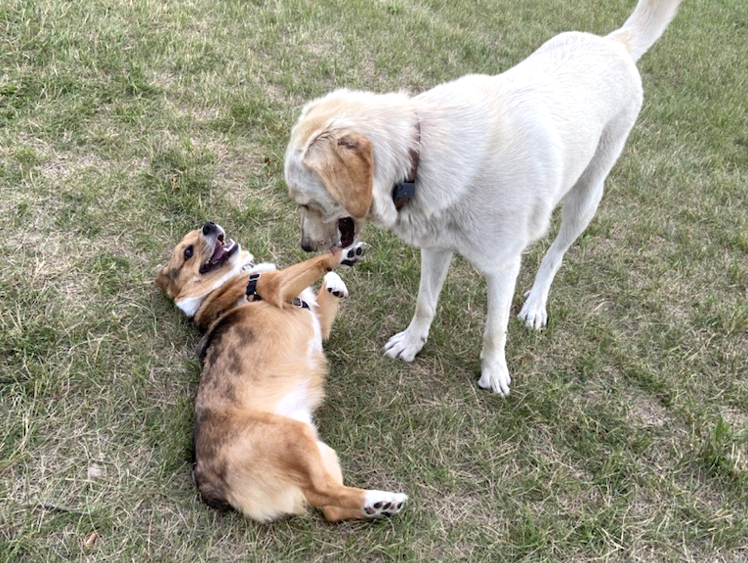 Altona's pop-up dog park a tremendous success – PembinaValleyOnline.com