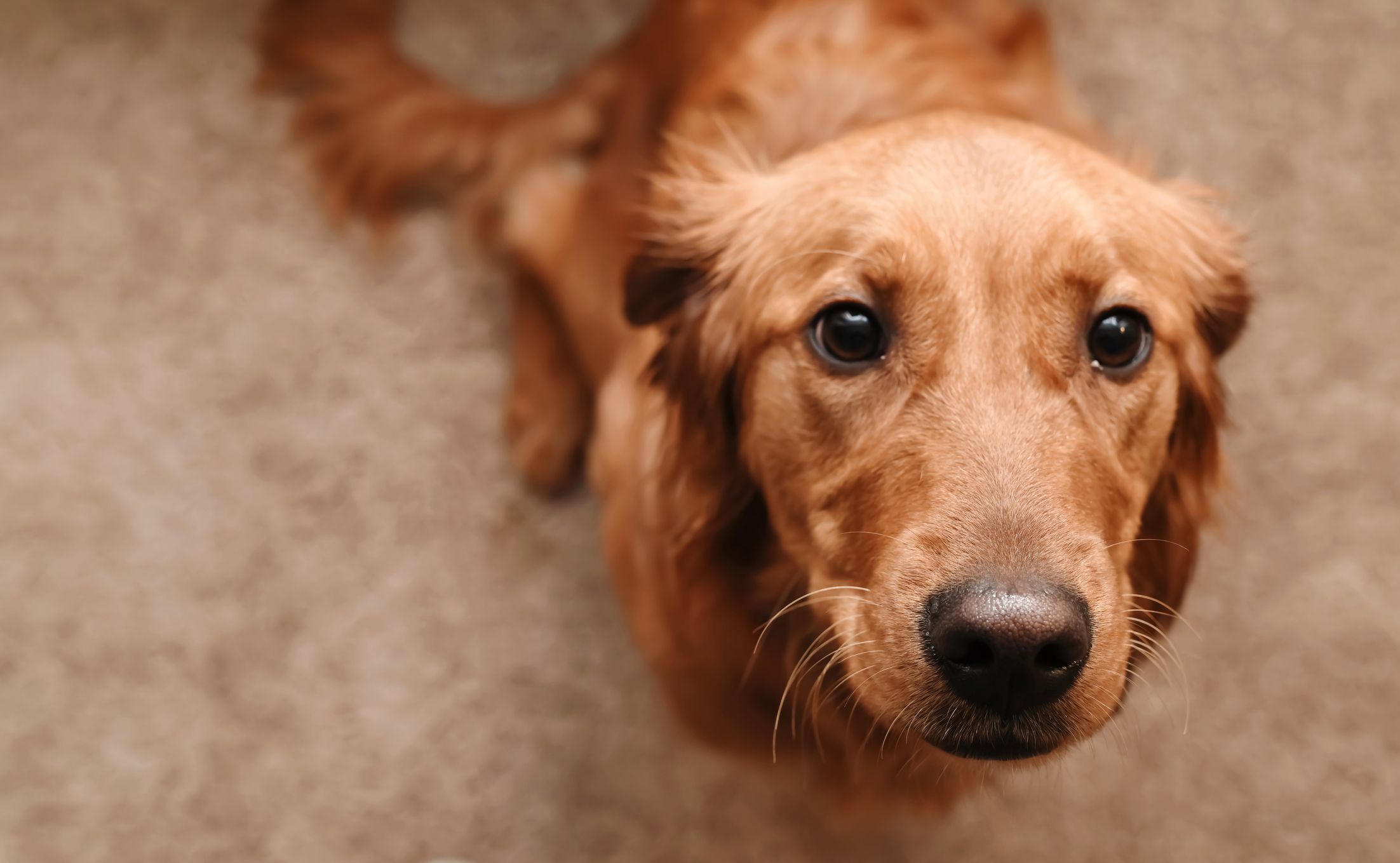 6 Medical Conditions That Dogs Can Sniff Out – Treehugger