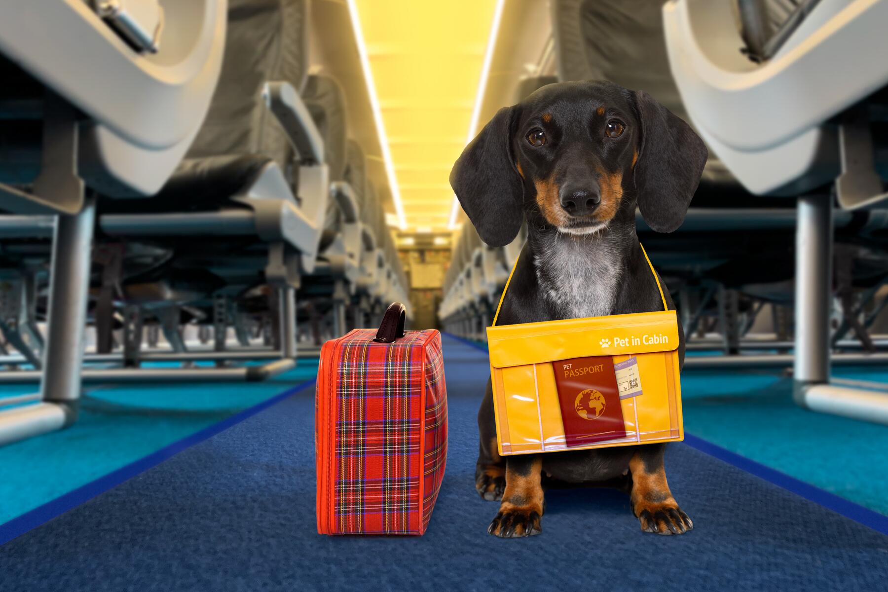 Everything You Need to Know About Getting Your Dog a Passport – Fodor's Travel