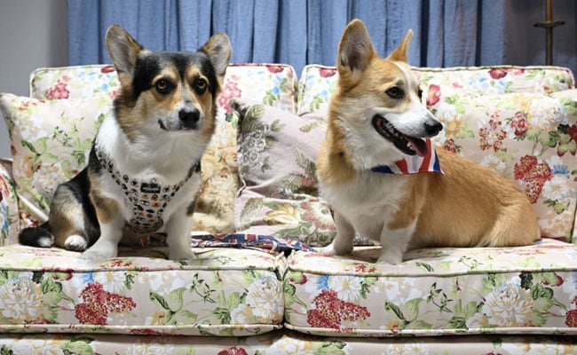 Demand For Queen's Favourite Corgi Dogs Hits New High After Her Death – NDTV