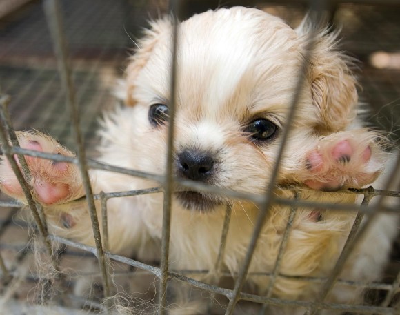 California Governor Gavin Newsom Signs Multiple Bills Protecting Animal Welfare Including the Pet Act, Ending Harmful and Unnecessary Chemical Testing on Dogs and Cats – Sierra Sun Times