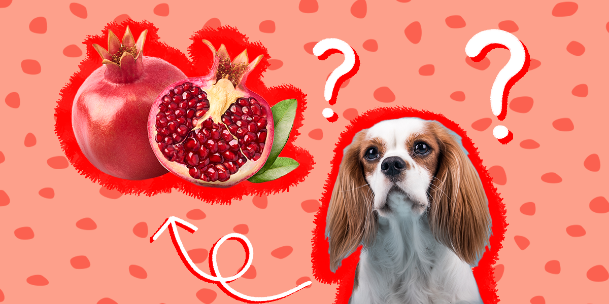 Can Dogs Eat Pomegranate? – The Dodo