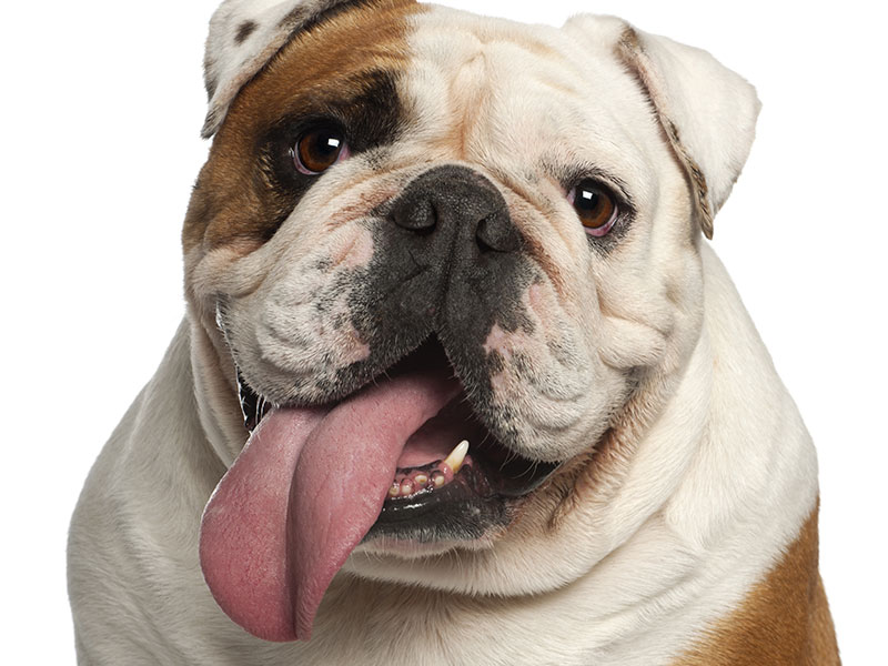 Most owners of brachycephalic (flat nose) dogs are not aware of the health problems of these breeds – Euro Weekly News