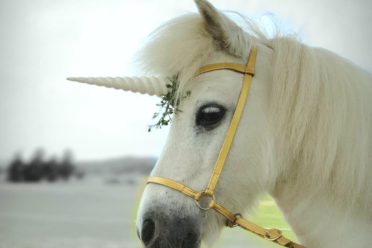 New Fife pet store set to be opened by a unicorn in a UK first – Fife Today