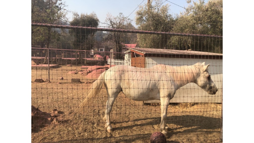 Fairview fire near Hemet forces some to leave animals behind – Press Enterprise