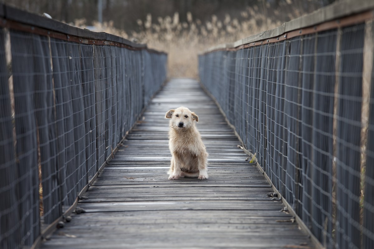 Florida Officials Rescue Dog Thrown Off of Bridge in Plastic Container – One Green Planet