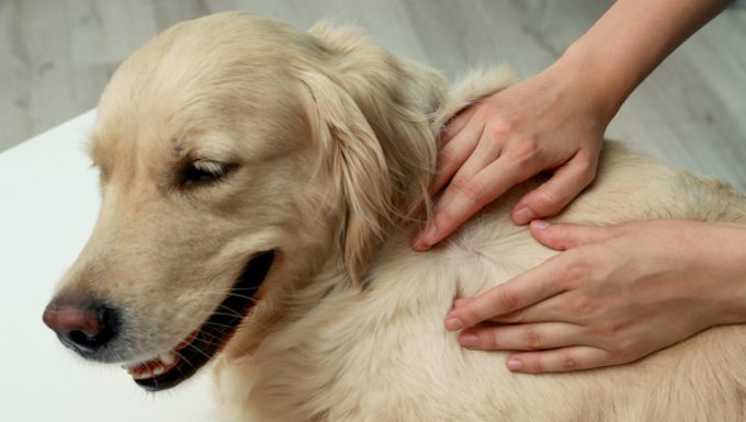 Hair Follicle Tumors in Dogs: Symptoms, Causes, & Treatments – DogTime