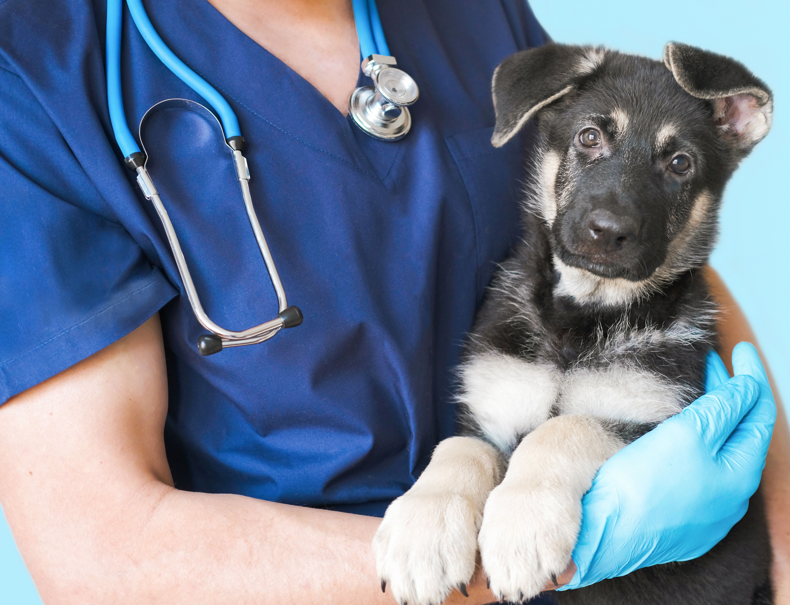 Vets Pets to replace Points East Veterinary Specialty Hospital with larger clinic – DVM 360