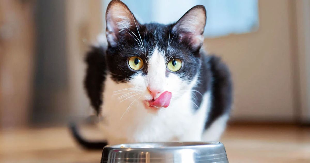 11 of the Very Best Cat Foods – New York Magazine