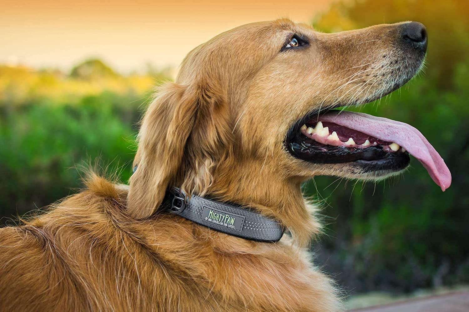 The Best Dog Collars To Keep Your Pup Safe And Stylish – Forbes