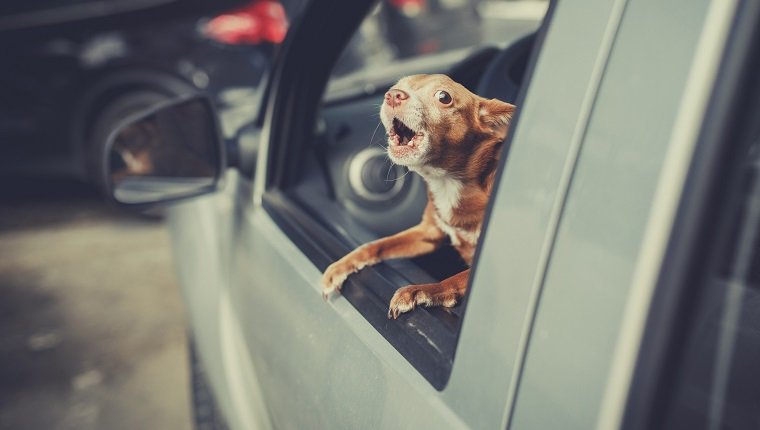 What Should You Do If Your Dog Barks Non-Stop In The Car? – DogTime