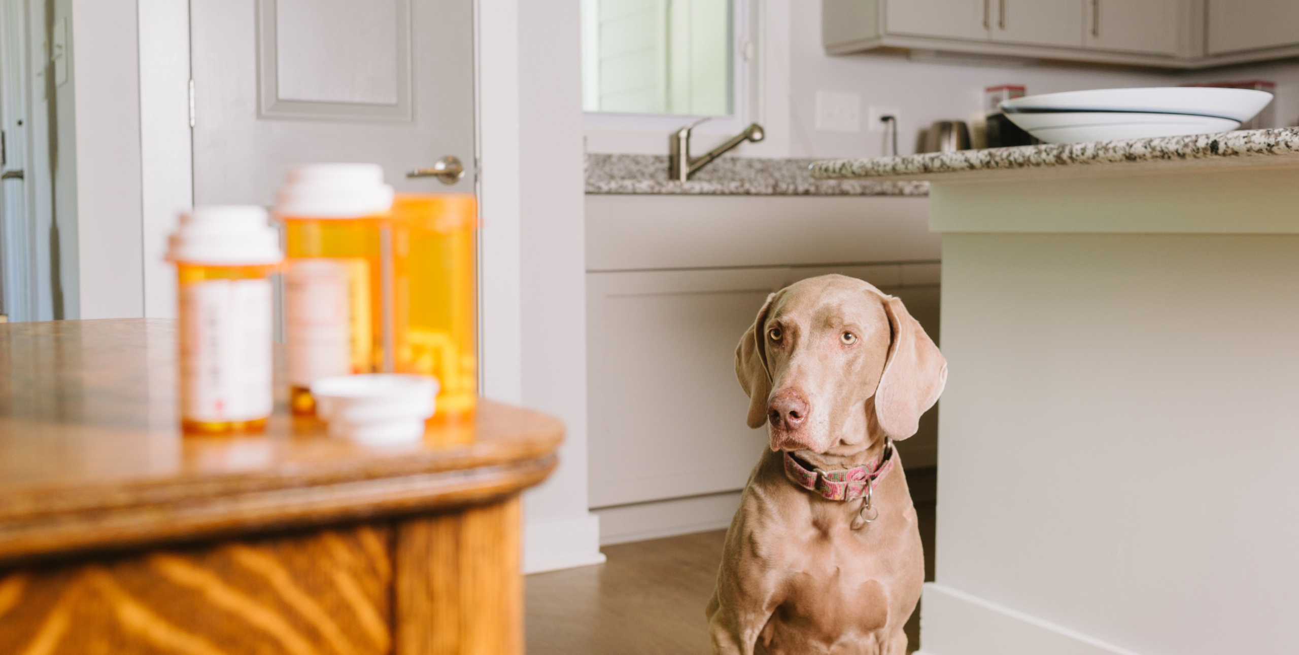 Psychotropic medications are posing dangers to pets – DVM 360