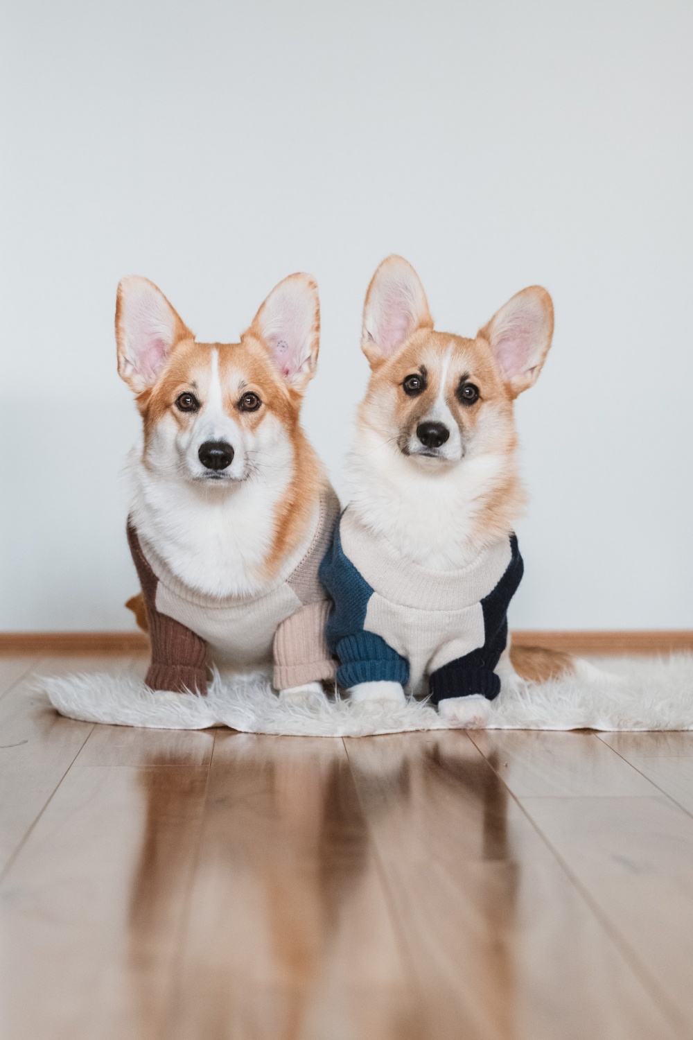 Delighted Pet Owner Discovers Dog is Related to One of Queen Elizabeth's Corgis – Nature World News