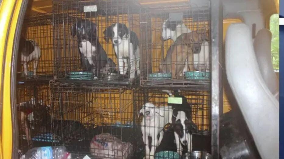 Georgia animal shelter filled with diseased dogs, canine skulls with bullet holes – Fox News