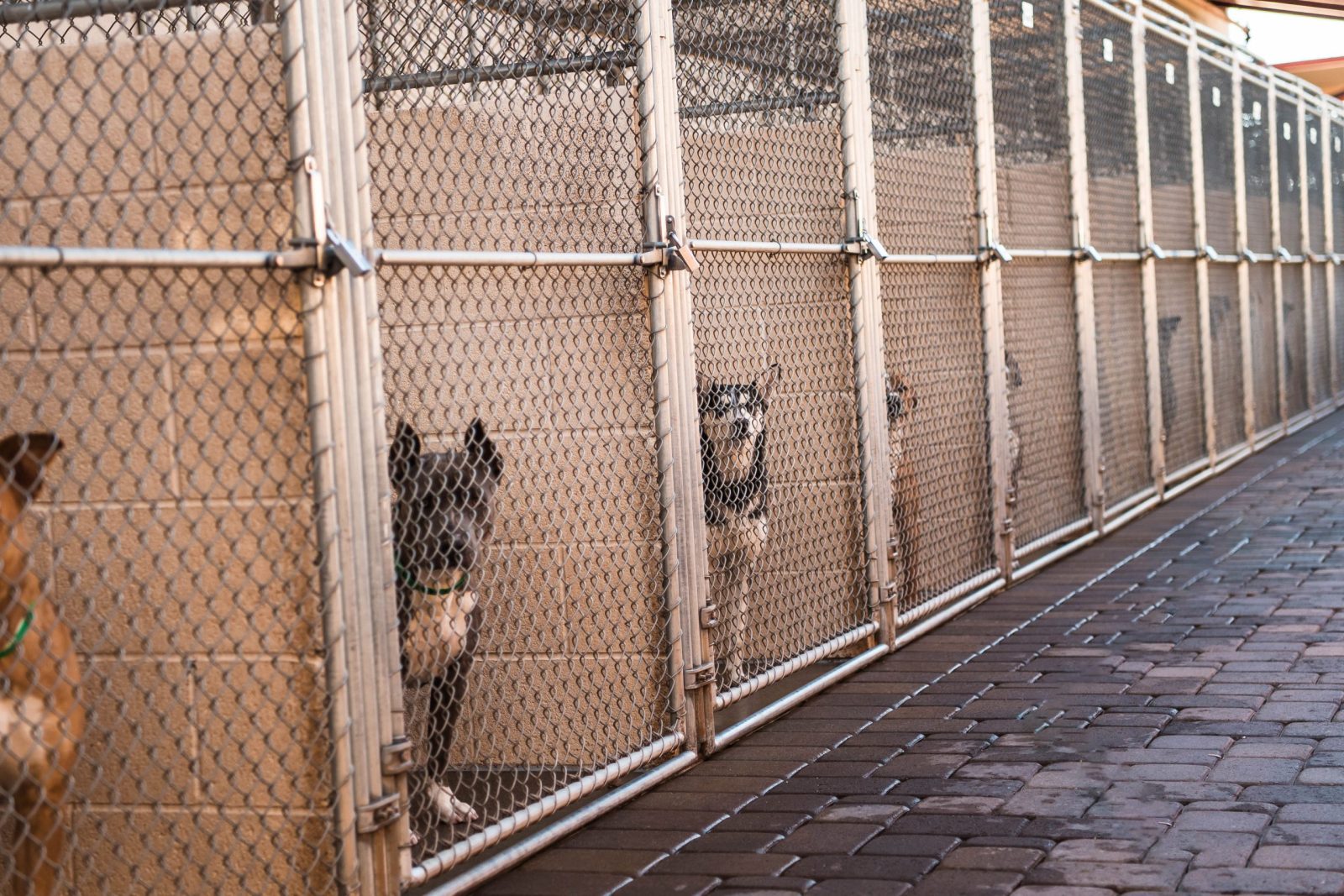 Over 300 Dogs Rescued From an Illegal Dogfighting Operation in South Carolina's Largest Bust – One Green Planet