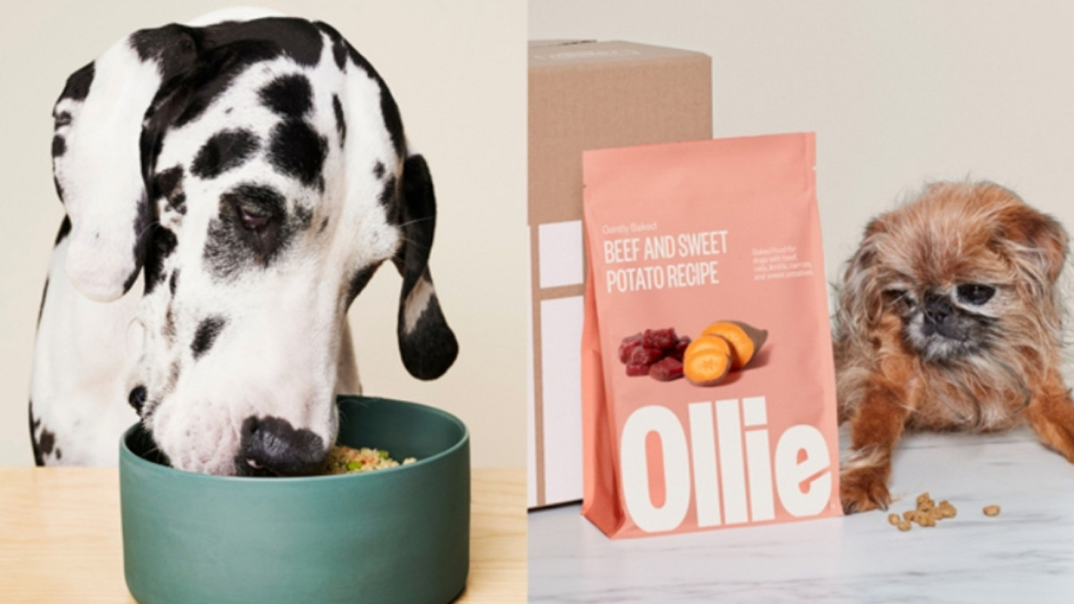 Ollie Dog Food Reviews – Is Ollie Dog Food Worth It? Ollie Dog Food Ingredients? Ollie Dog Food Cost? Where To Buy Ollie Dog Food? – Outlook India