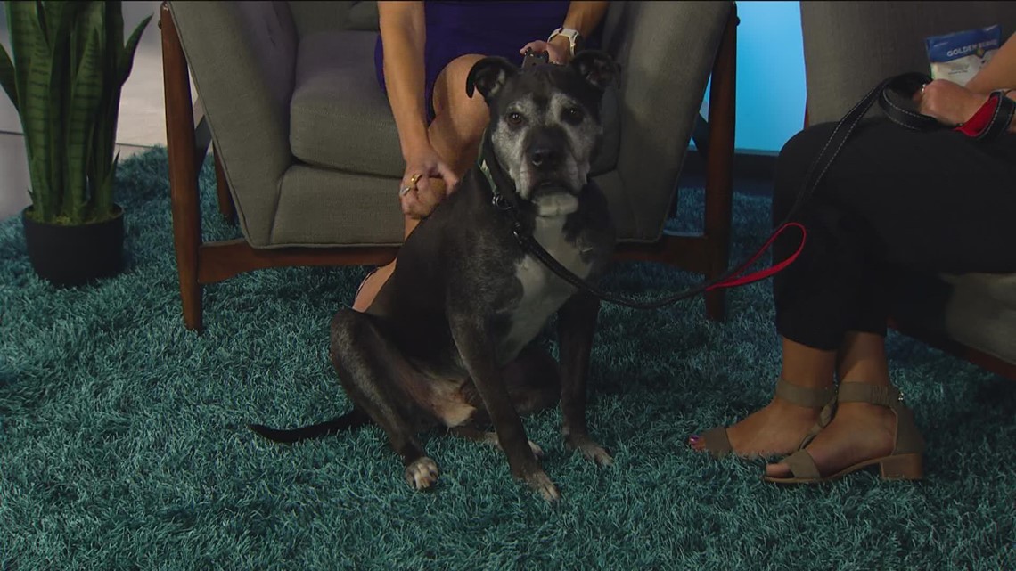 Idaho Today: Today's Adoptable Pet with Idaho Humane Society | September 26, 2022 – KTVB.com