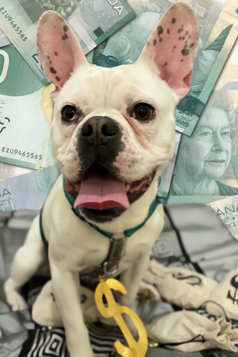 New Draws for Paws 50/50 lottery supports animals in need – NewmarketToday.ca