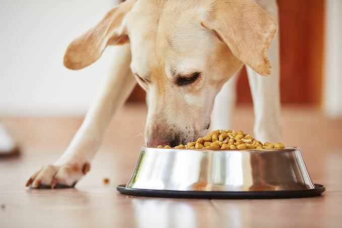 Indian Pet Food Market: Its Demand, Covid Impact, Current Situation – BW Businessworld