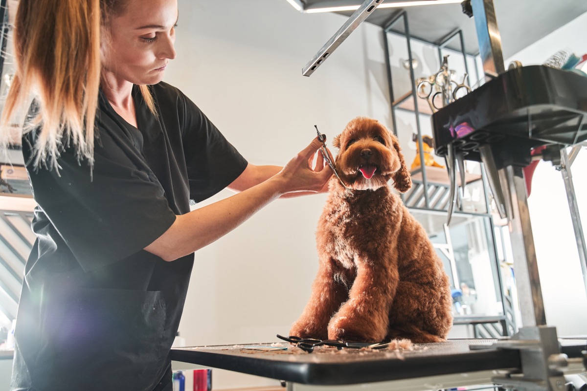 5 Secrets Dog Groomers Won't Tell You — Best Life – Best Life