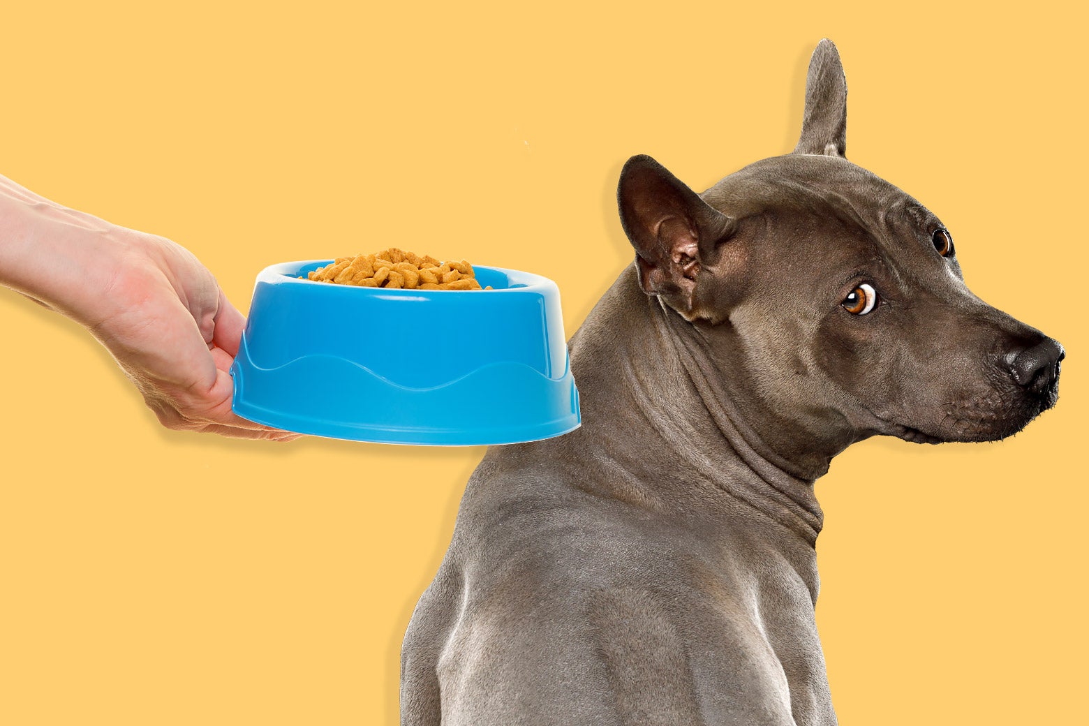 Does your dog need Yummers? Why veterinarians are skeptical of kibble toppers. – Slate