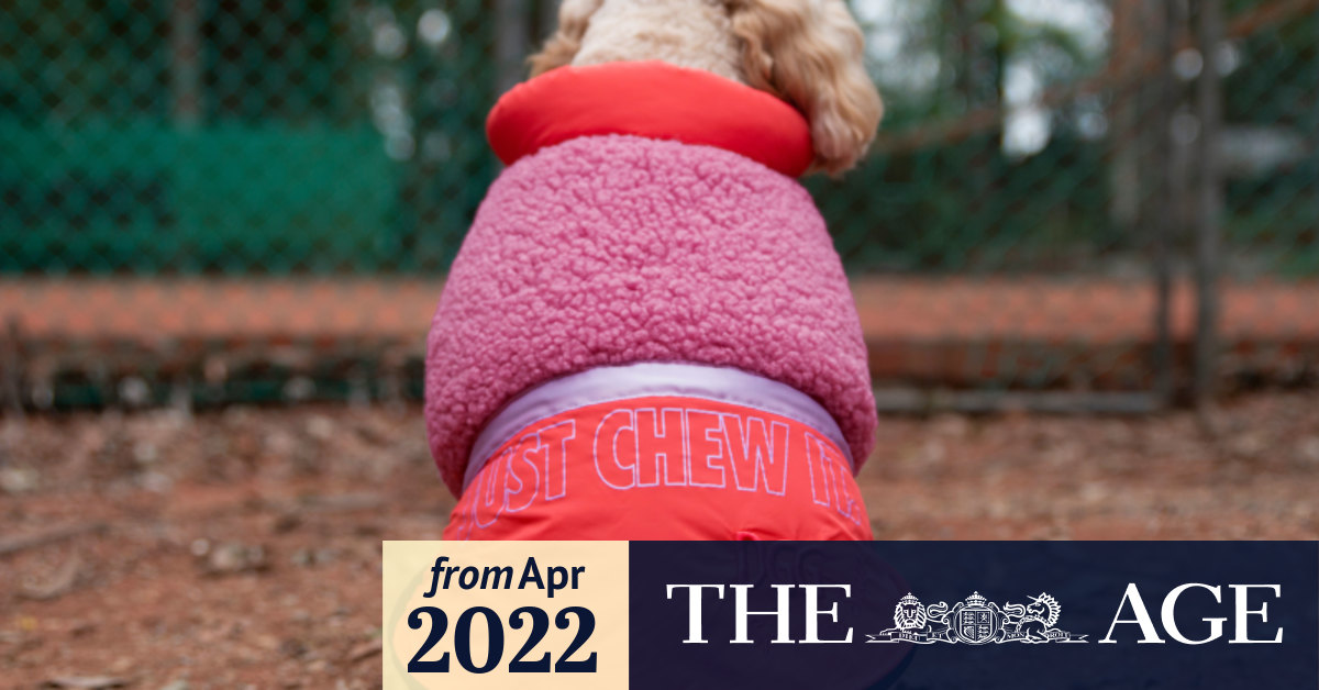 This winter's hottest dog fashion trends – The Age