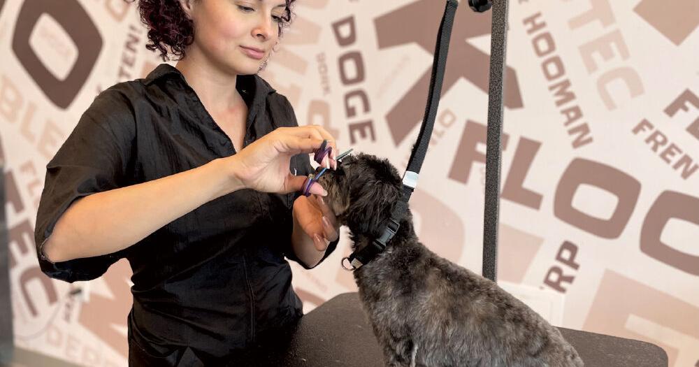 Salty Dawg Pet Salon Gets Dogs Ready for Red Carpet – Franchise Times