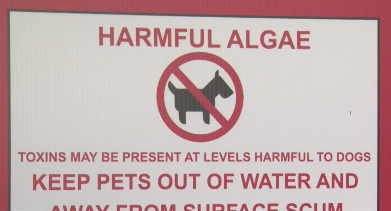 Dogs should be kept away from 16 Erie County swimming areas – YourErie