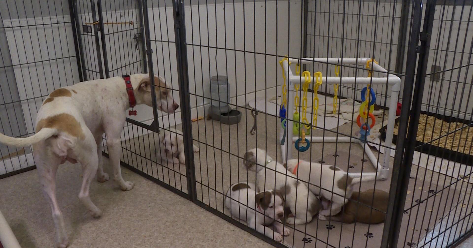 Inflation puts a strain on pet owners and animal shelters in Boone County – KOMU 8