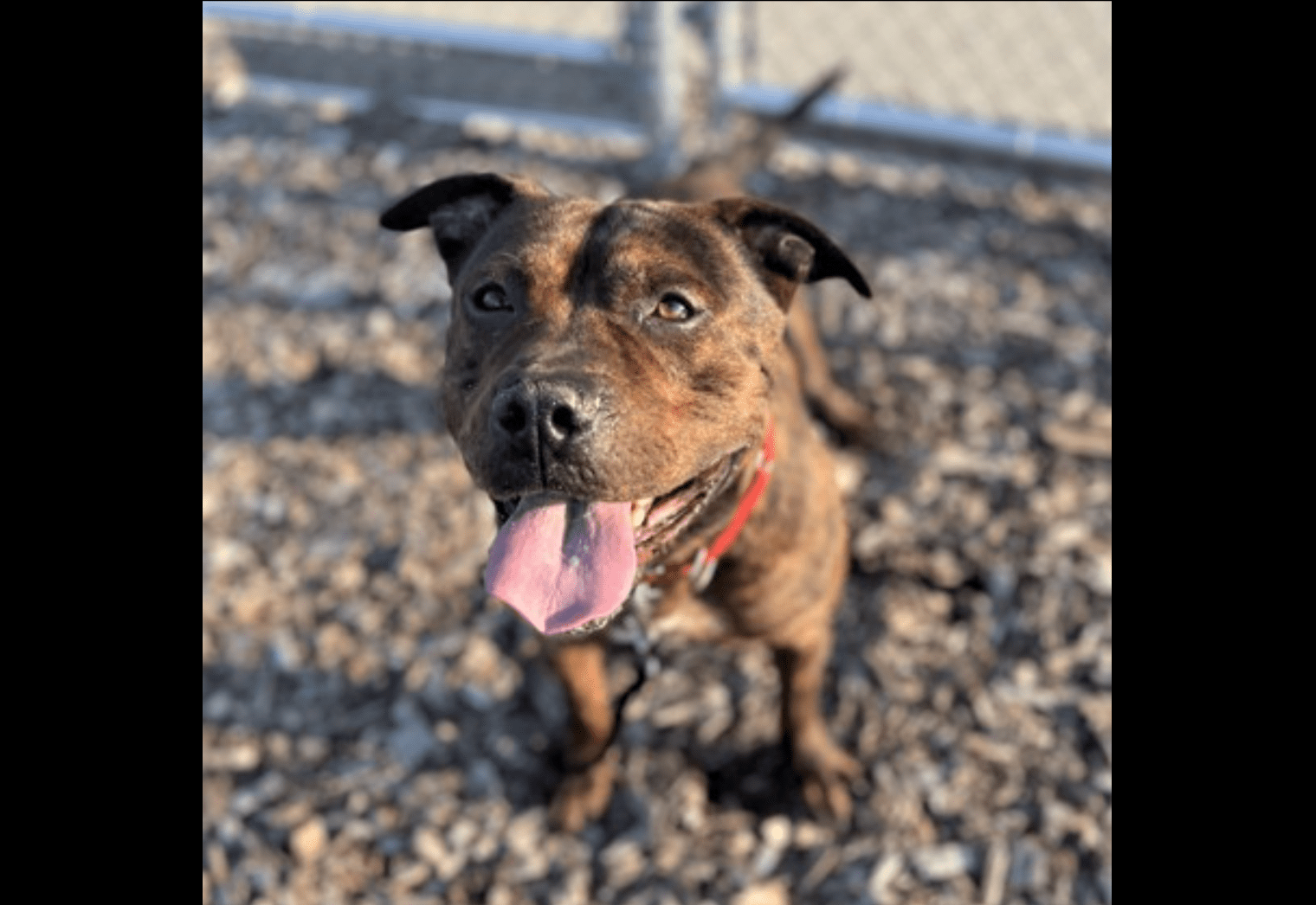 Karl: Wisconsin Humane Society Featured Pet for Sept. 28 – Racine County Eye