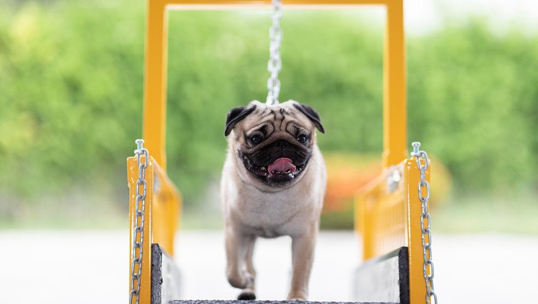 Are Mobile Pet Gyms Worth the Money? – DogTime