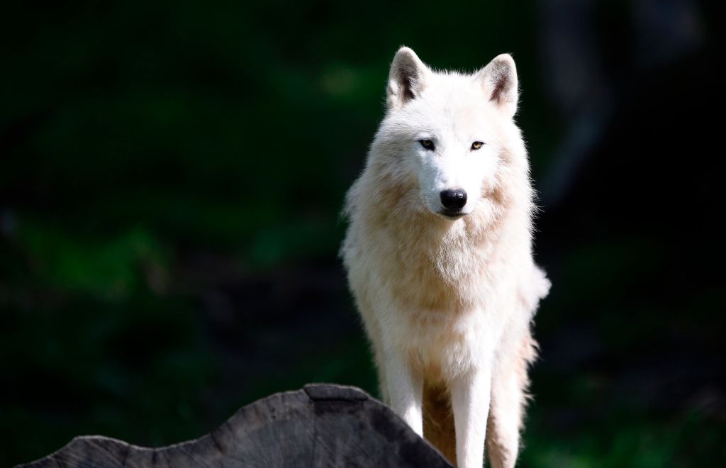 Chinese Pet-Cloning Company Announces Birth of the World’s First Cloned Arctic Wolf – Nature World News