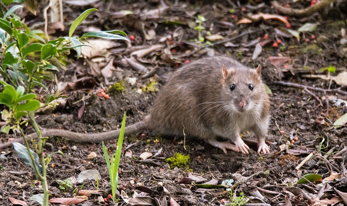 How to deter rats from gardens – natural deterrent ‘works wonders’ without using poison – Express