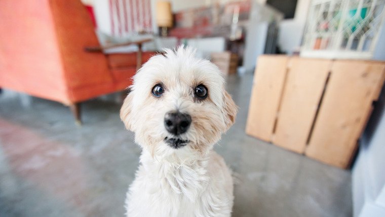 Dog Mom With Epilepsy Relies on Dog’s Instincts To Protect Her – DogTime