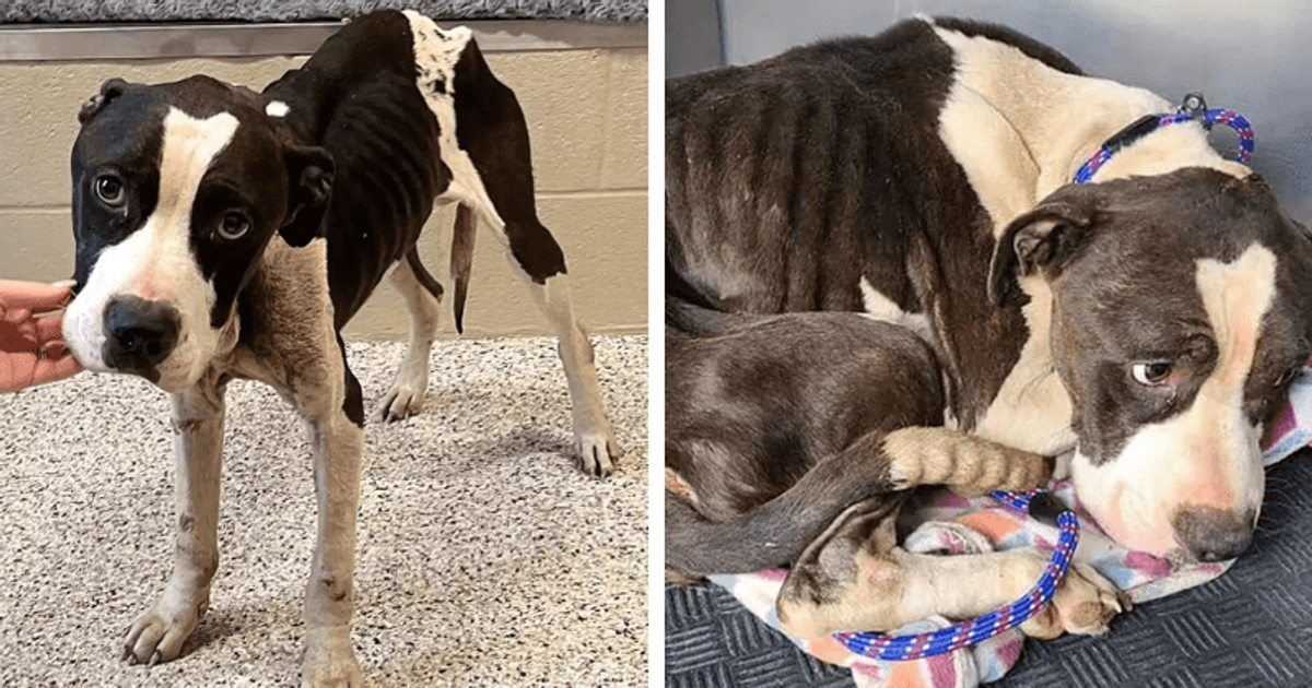 ‘Bandit’ the rescue dog from Ohio found with days-old bullet wound in head is on road to recovery – MEAWW