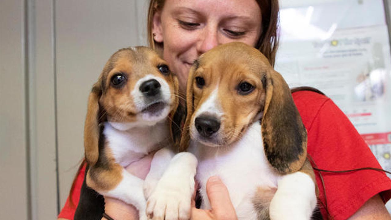 All 4,000 Beagles Have Been Rescued From Closed Virginia Breeding Facility – news9.com KWTV