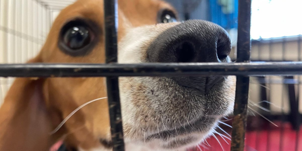 All 4,000 beagles now rescued from Virginia Breeding Facility – WKYT