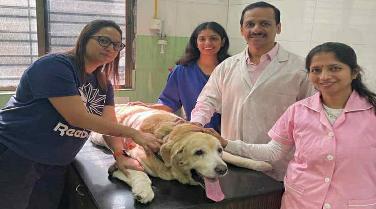 Tumour weighing over 3 kg removed from pet dog's chest in Pune – The Indian Express