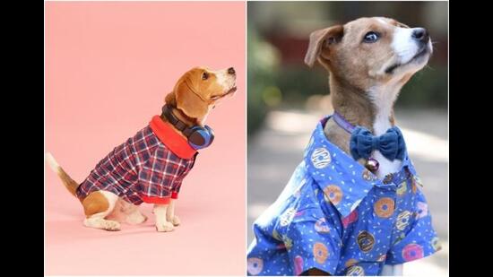 Paww couture: On International Dog Day, a dive into pup apparel market | XPERT TIMES – XPERT TIMES