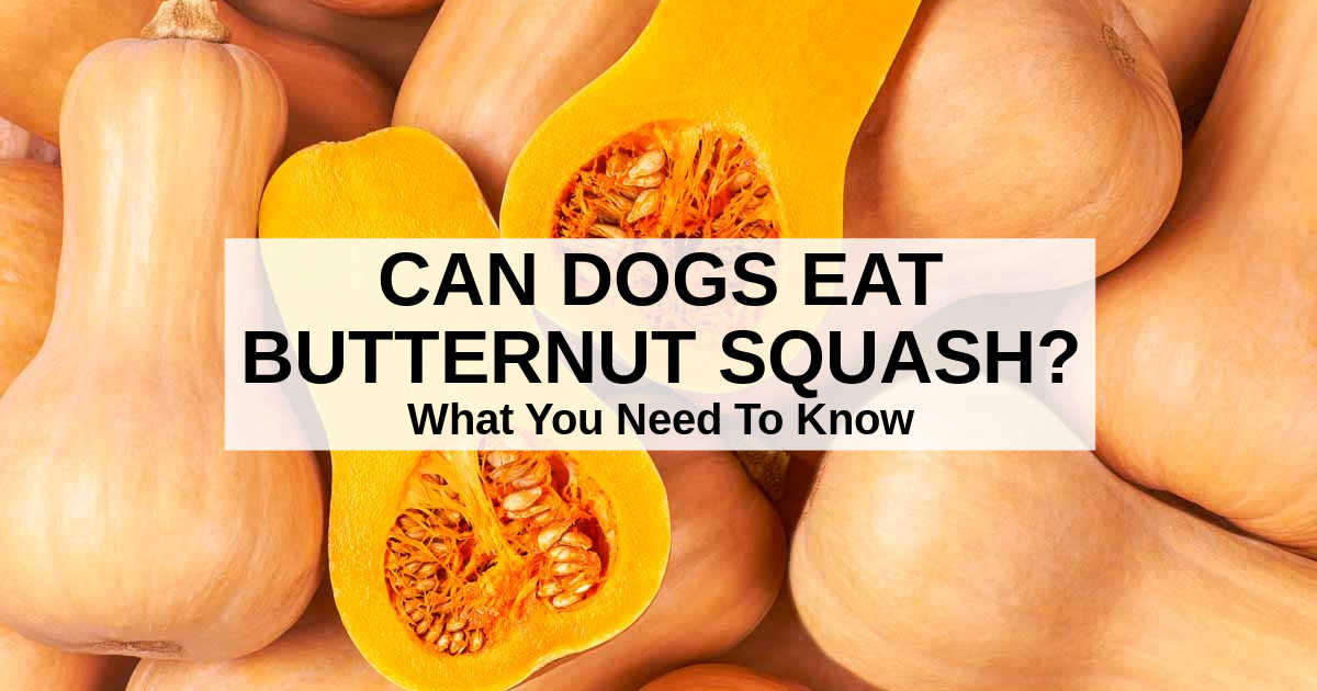 Can Dogs Eat Butternut Squash? What You Need To Know – msnNOW