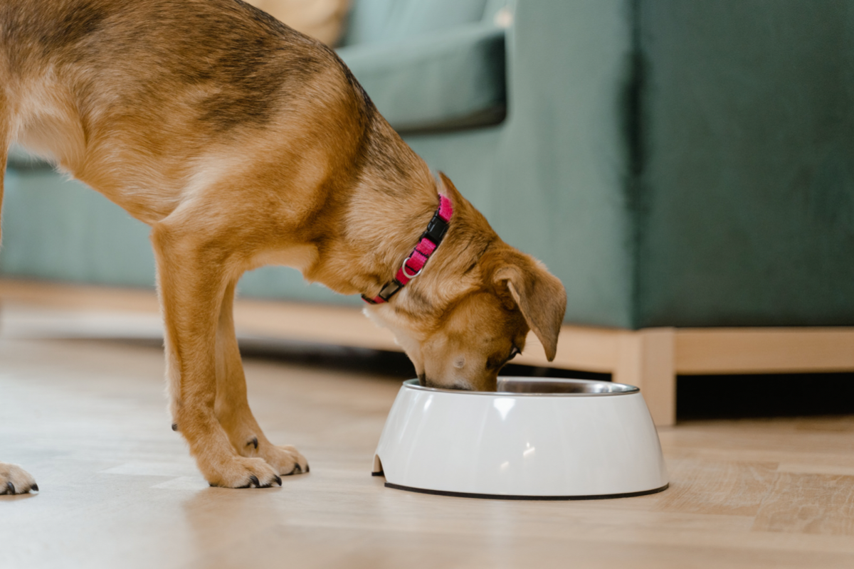 A Veterinarian Answers All of Your Questions About Your Pet's Diet – Tinybeans