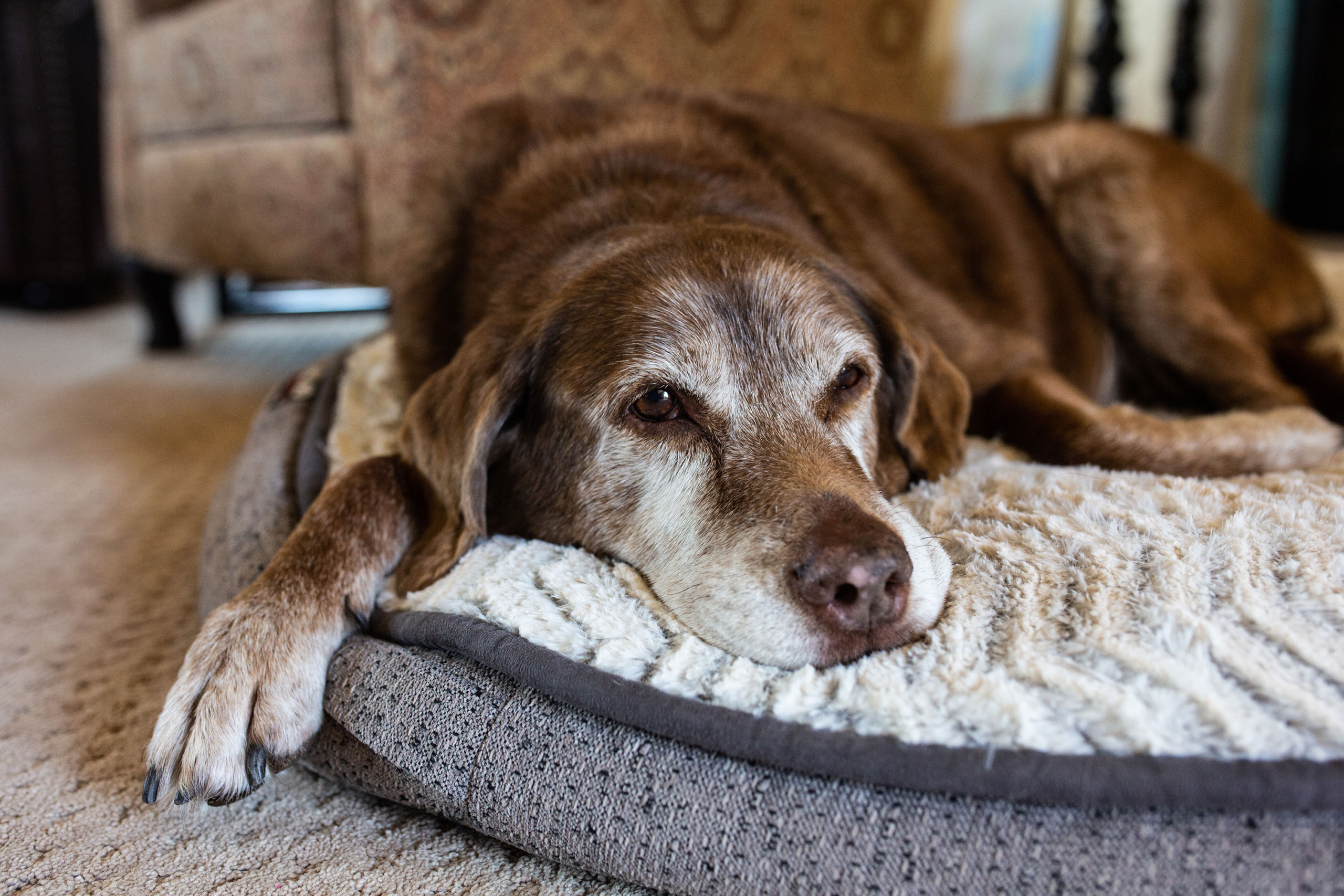 Doggie dementia risk rises each year after age 10, study finds — here's what to look for – WDJT